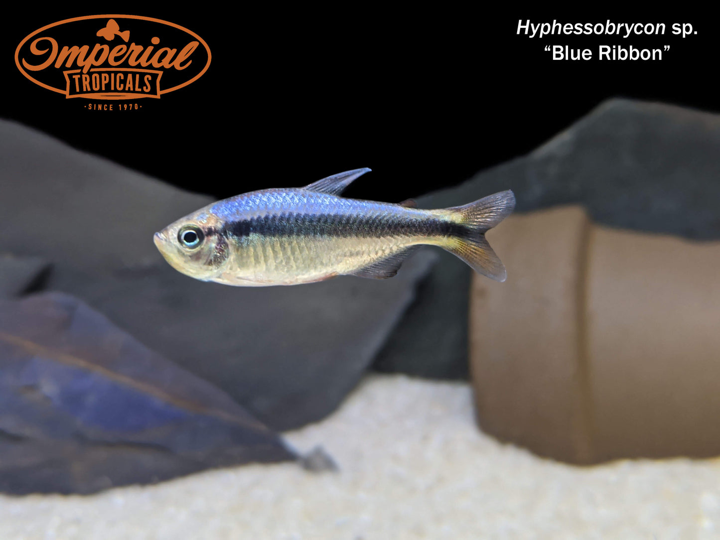 Blue Ribbon Tetra