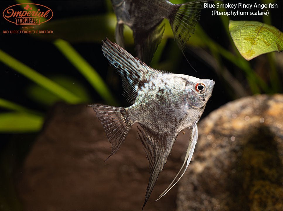 Blue Smokey Pinoy Angelfish