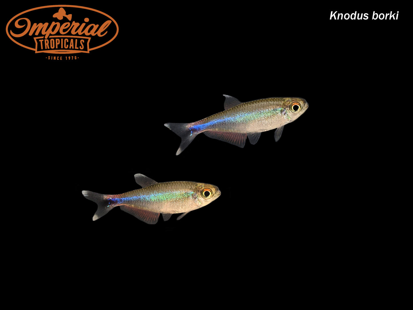 Blue Tetra