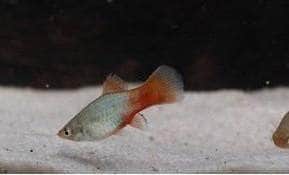 Blue Coral Platy (Xiphophorus maculatus) - Imperial Tropicals