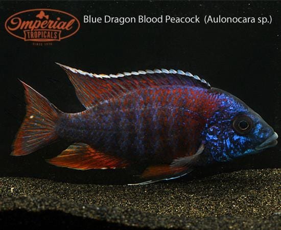 Blue Dragon Blood Peacock (Aulonocara sp.) - Imperial Tropicals