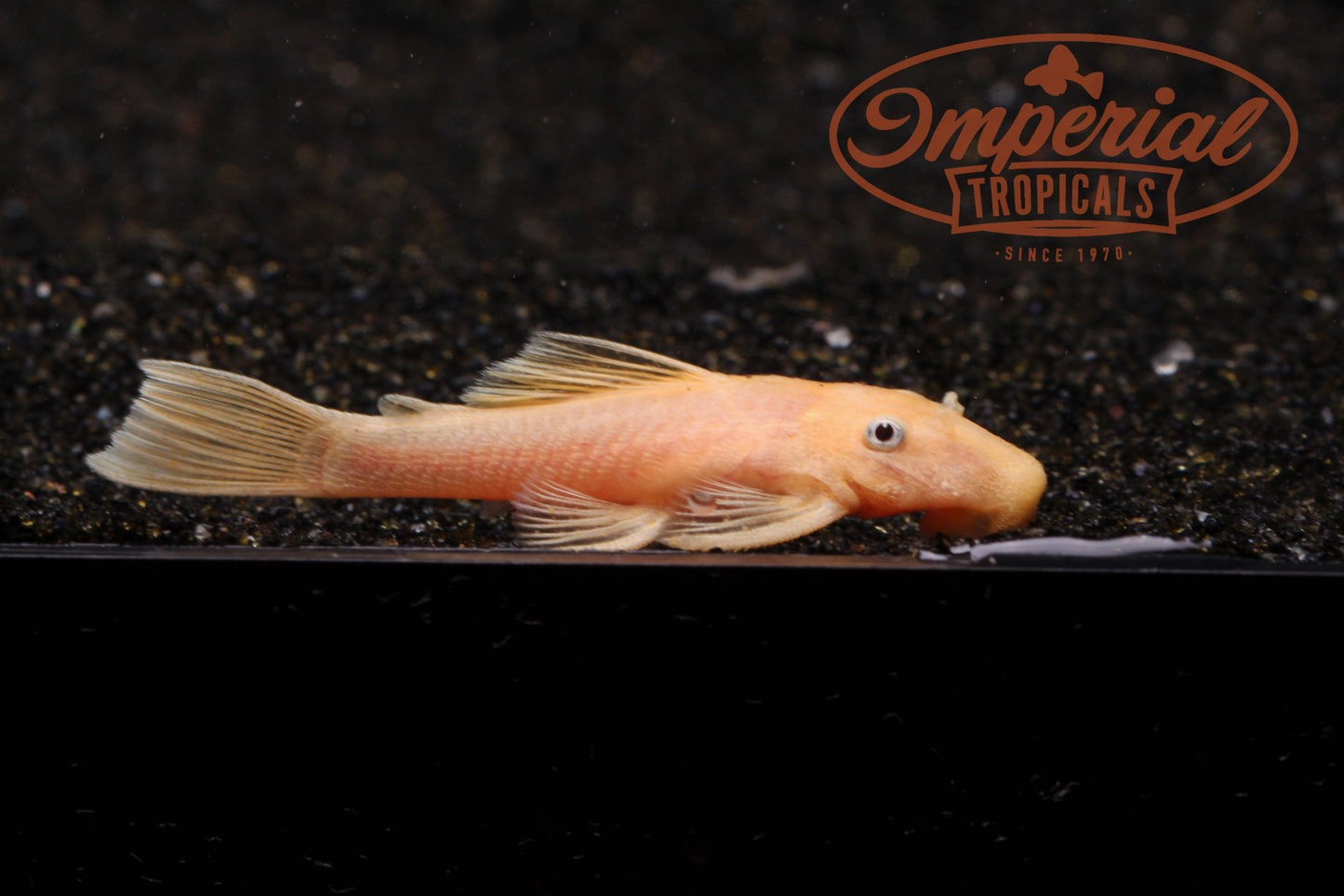 Blue Eye Lemon Bushynose (Ancistrus sp.) - Imperial Tropicals