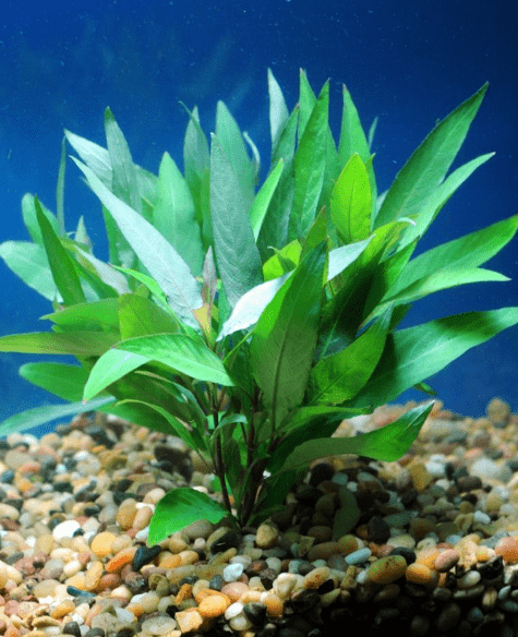 Hygro Blue - Hygrophila salcifolia - Imperial Tropicals