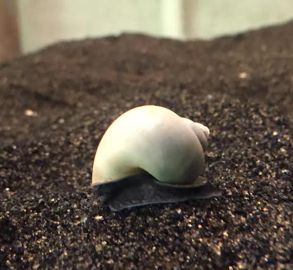 Blue Mystery Snail (Pomacea bridgesii) - Imperial Tropicals