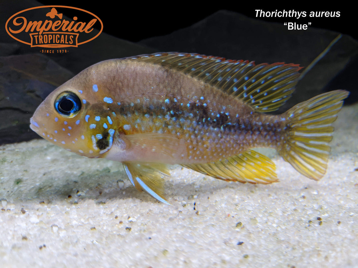 Thorichthys aureus "Blue"