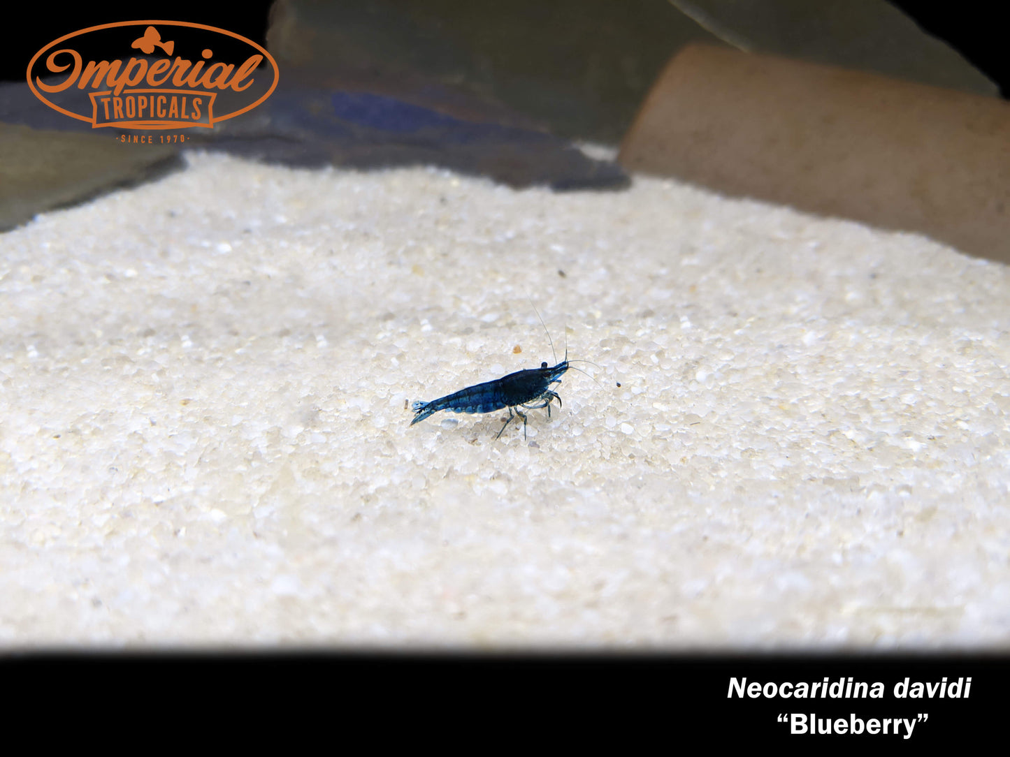 Blueberry Shrimp