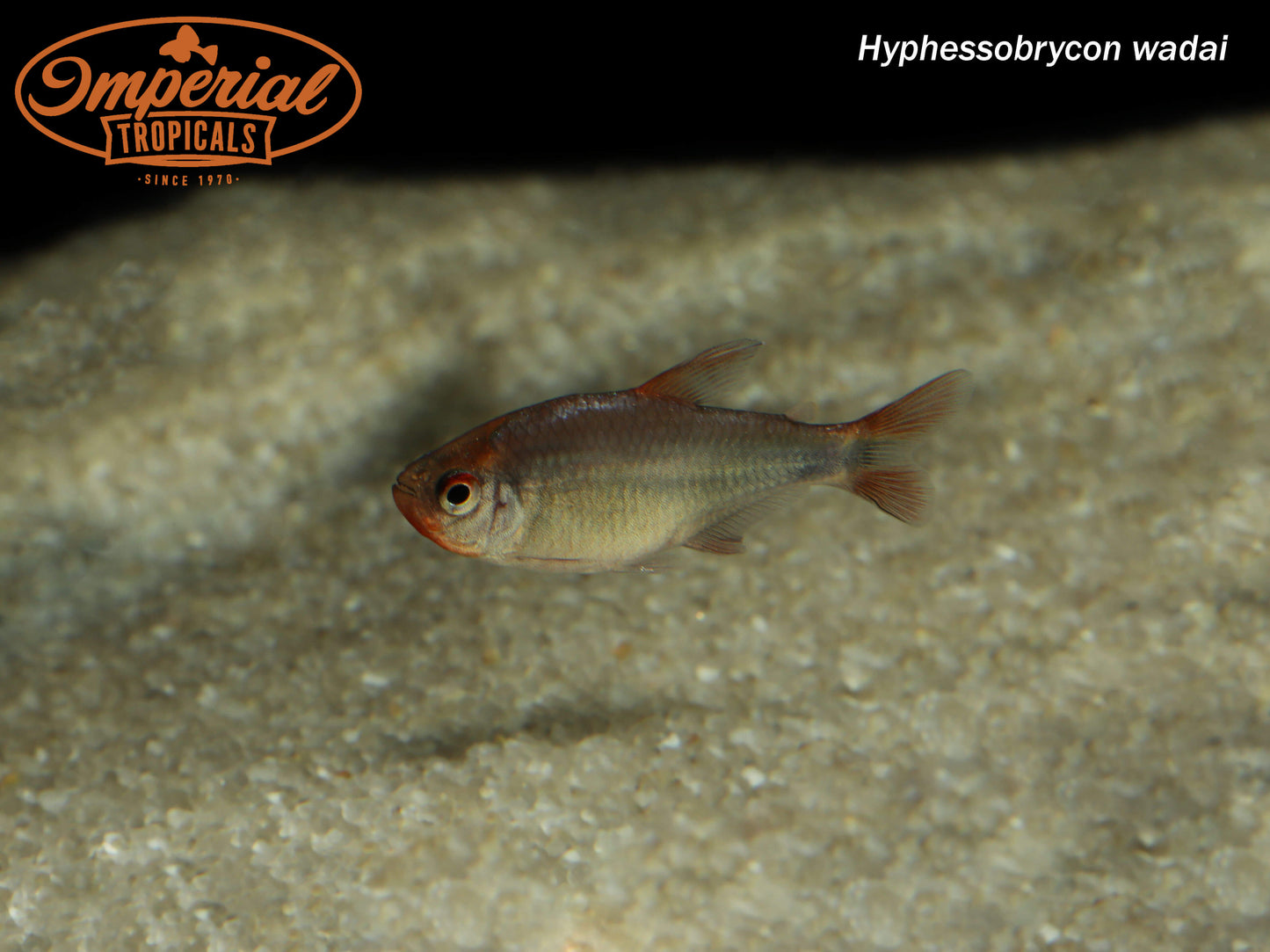 Blueberry Tetra
