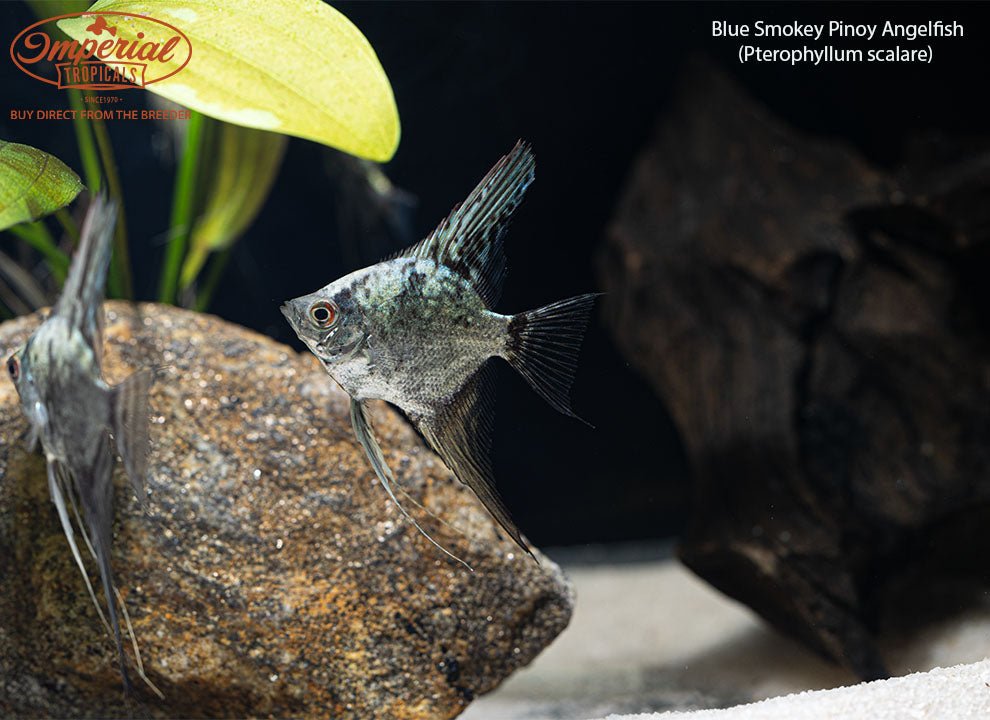 Blue Smokey Pinoy Angelfish