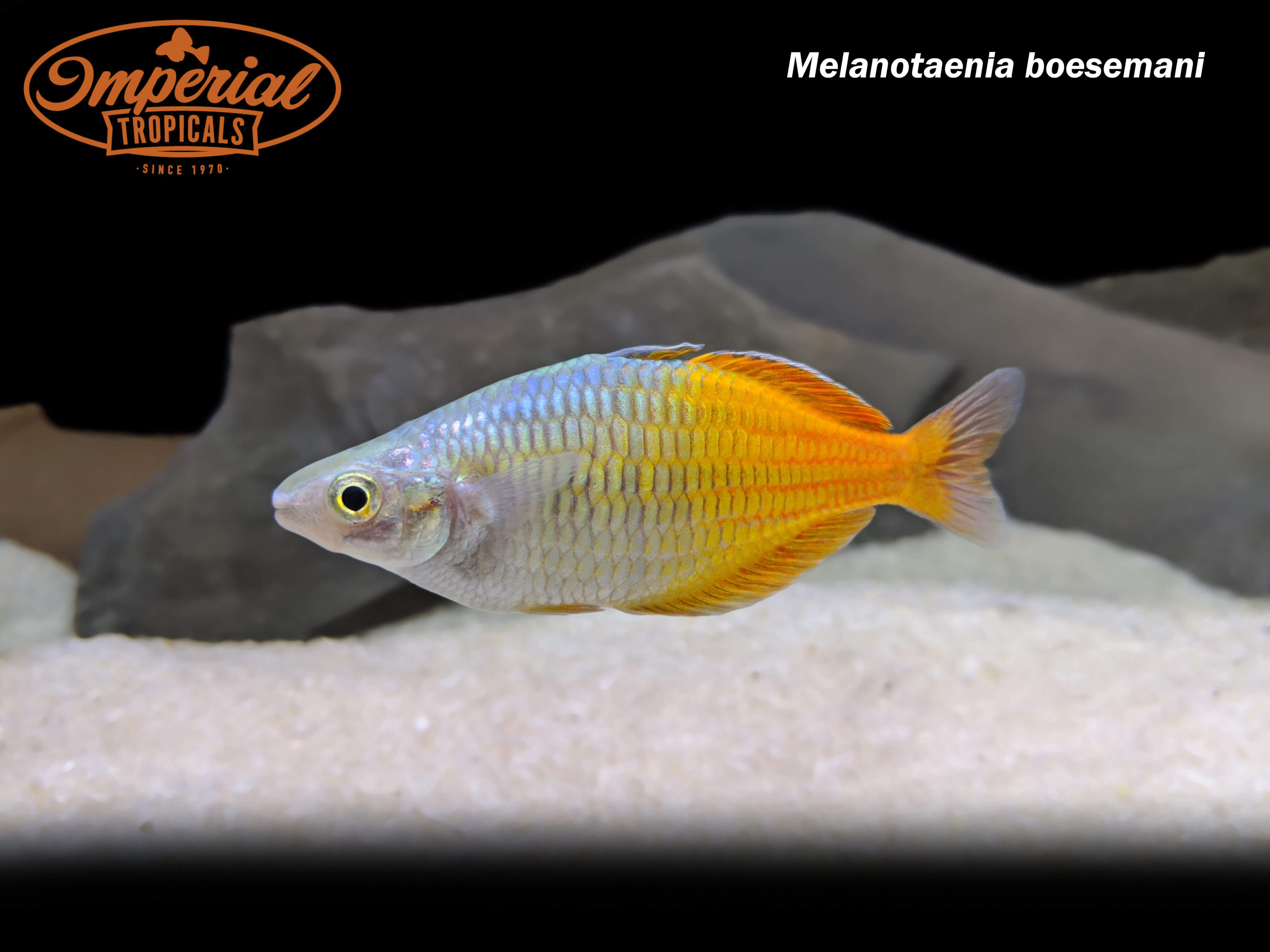 Melanotaenia Boesemani melanotaenia-boesemani