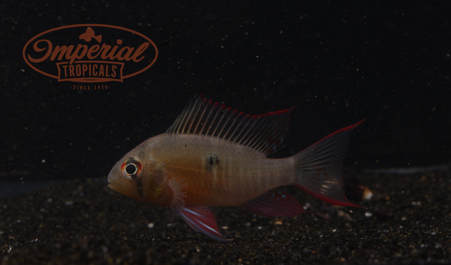 Bolivian Ram (Mikrogeophagus altispinosus) - Imperial Tropicals