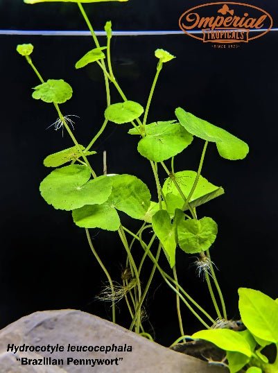 Low Light Plant Starter Combo Pack - 3 Easy to Keep Plants!