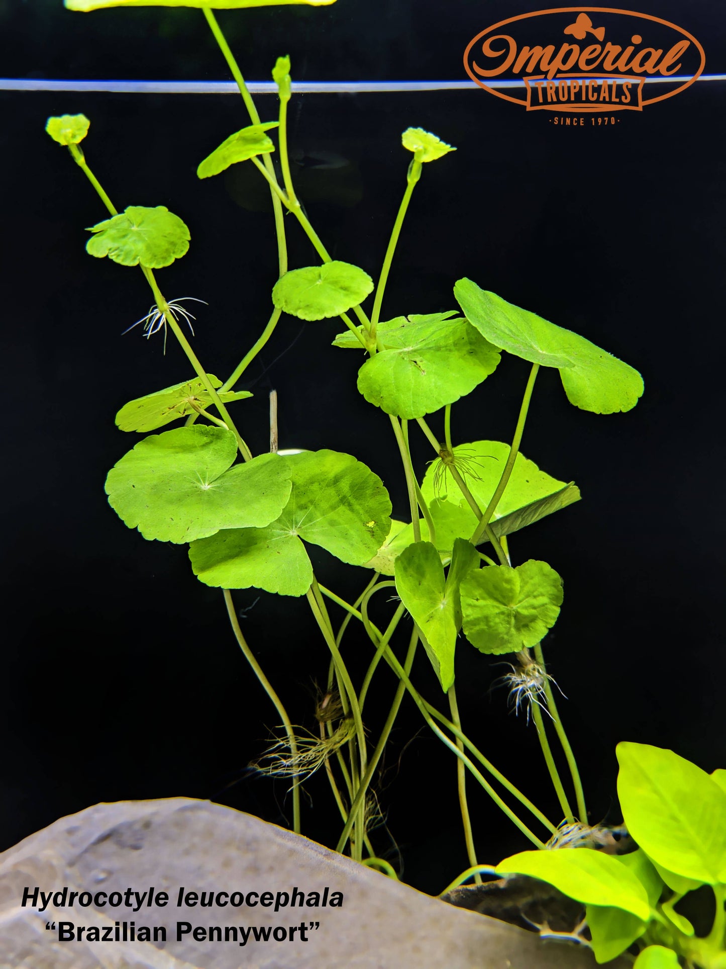 Brazilian Pennywort