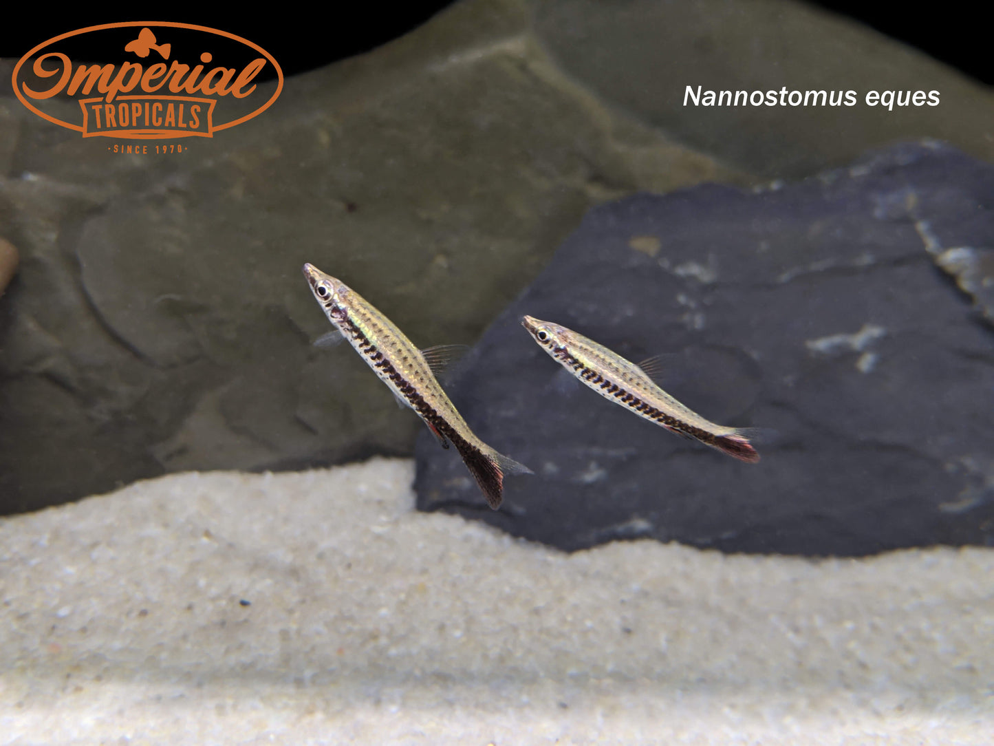Brown Tail Pencilfish