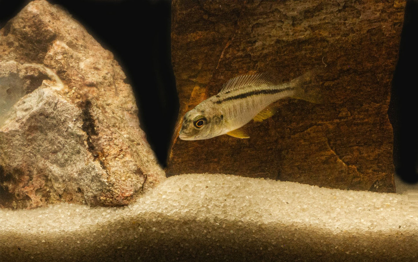 Buccochromis nototaenia