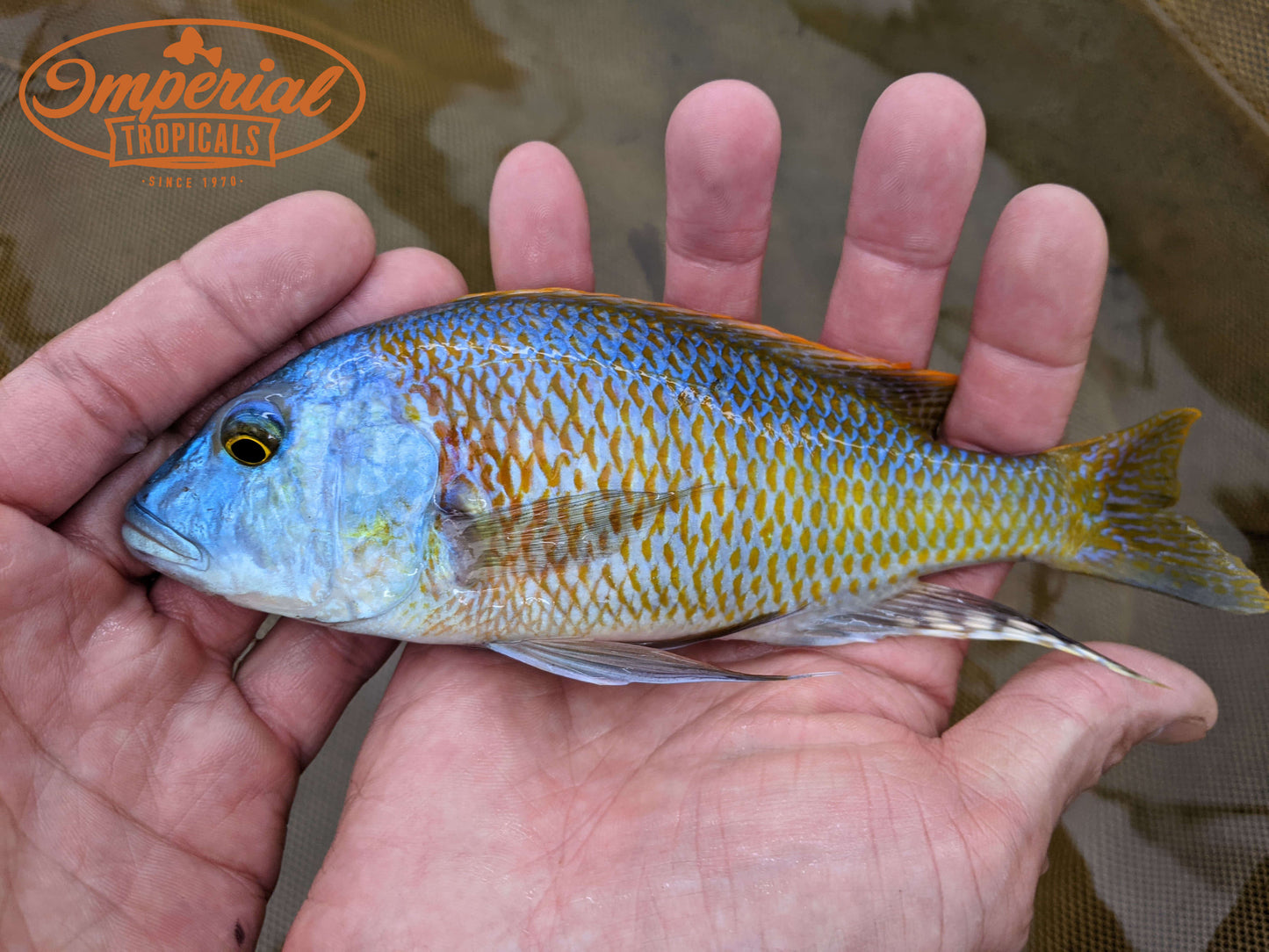 Buccochromis rhoadesii