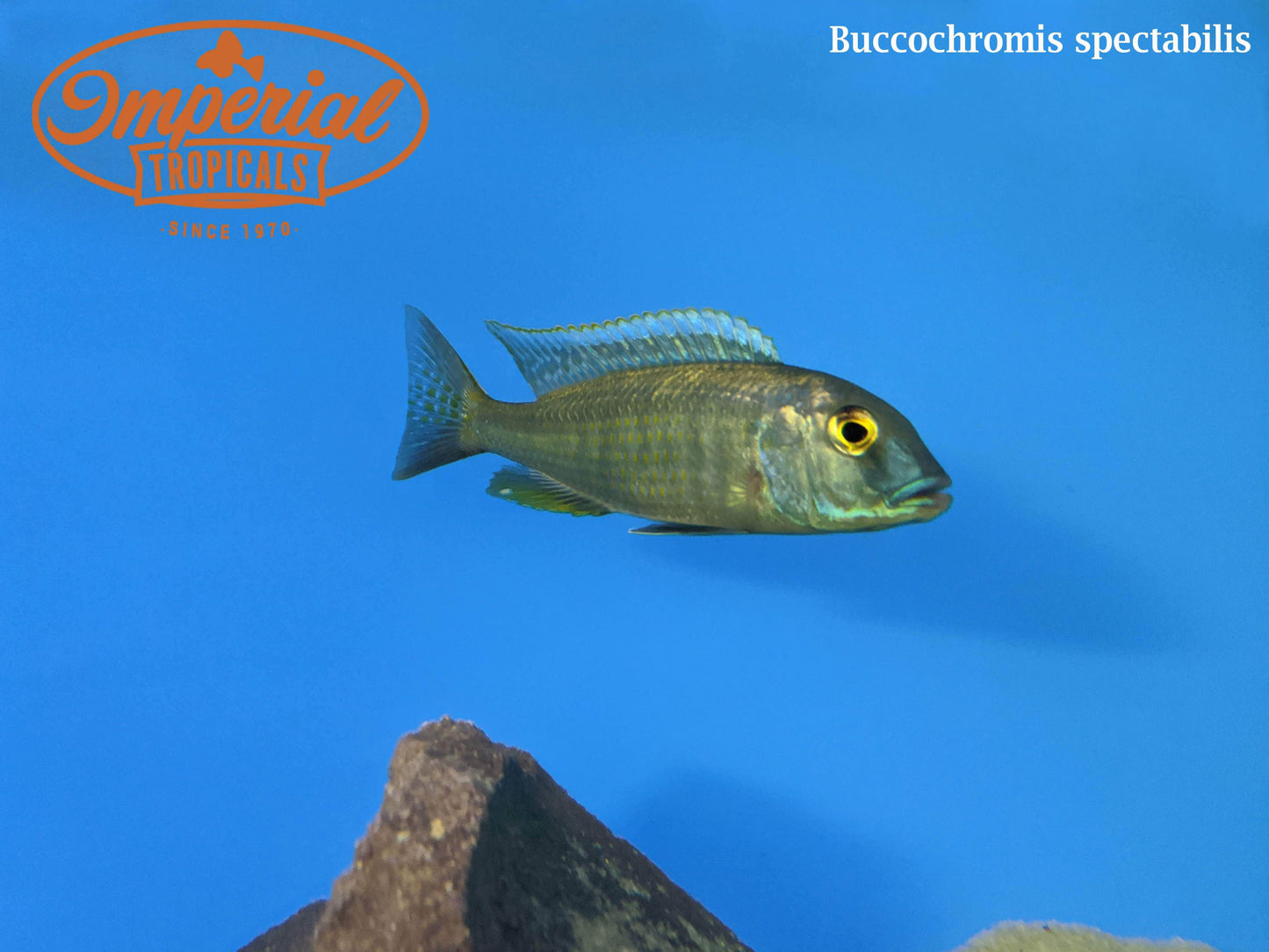 Buccochromis spectabilis