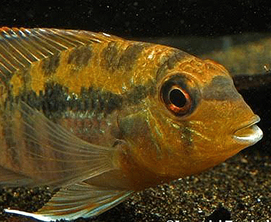 Yellow Banded Acara (Bujurquina vittata) - Imperial Tropicals