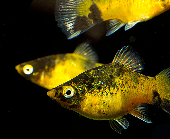 Bumblebee Platy (Xiphophorus maculatus) - Imperial Tropicals