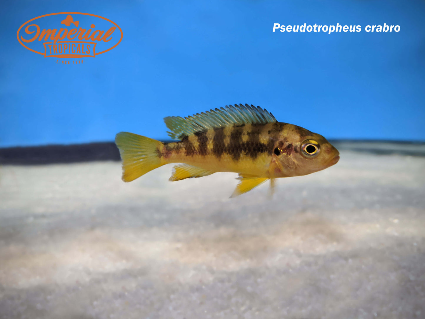 Bumblebee Cichlid