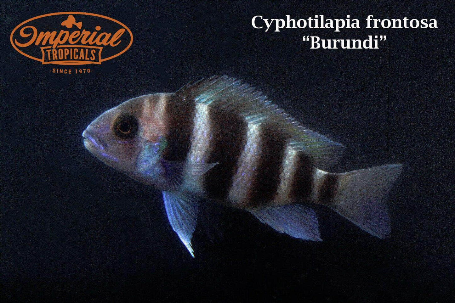 Six Stripe Frontosa