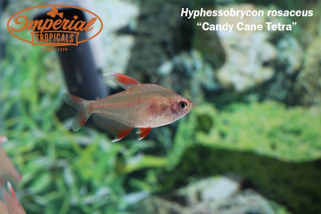 Candy Cane Tetra "HY511"