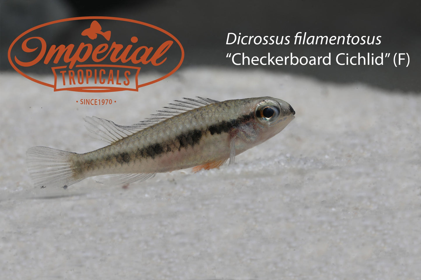 Checkerboard Cichlid