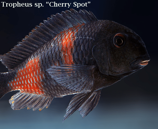 Cherry Spot "Bulu Point" Tropheus