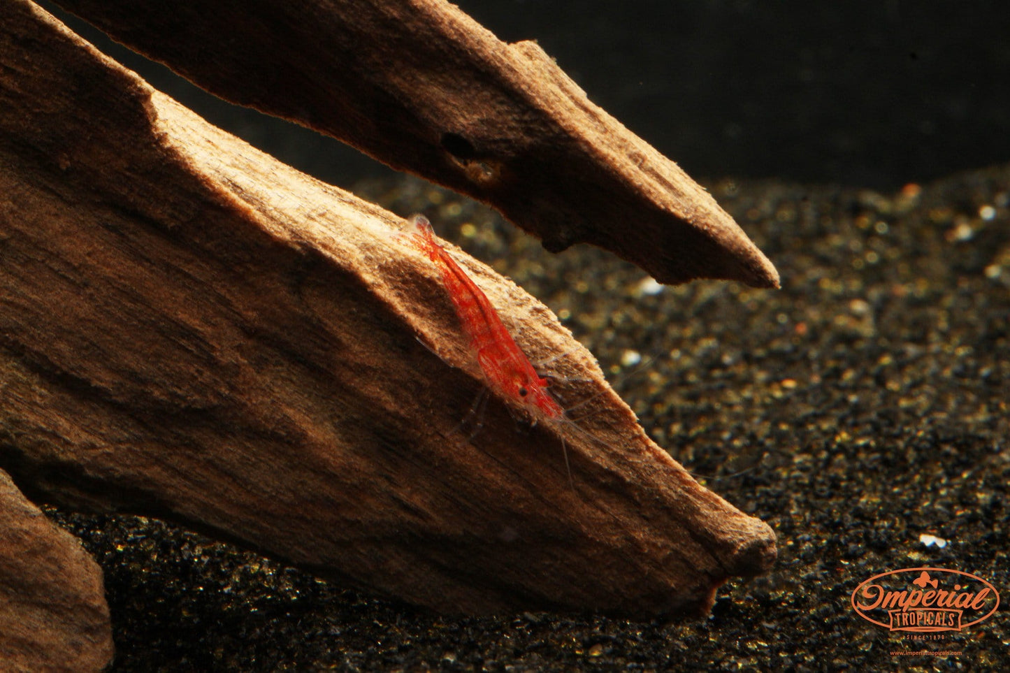 Cherry Shrimp (Neocaridina davidi) - Imperial Tropicals