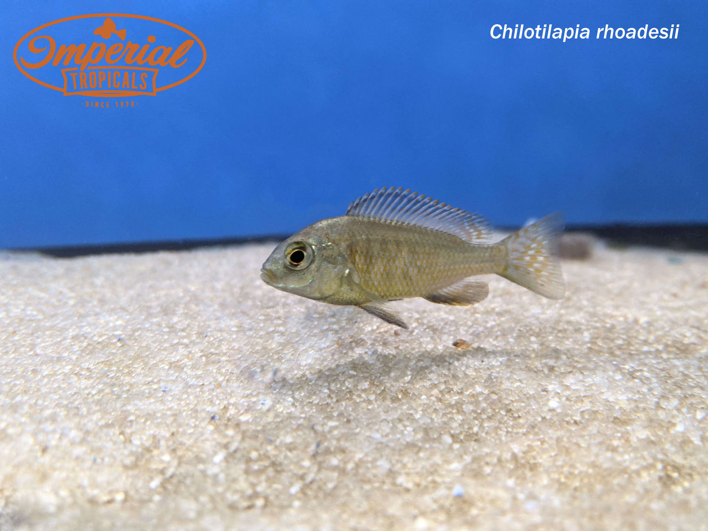 Chilotilapia rhoadesii