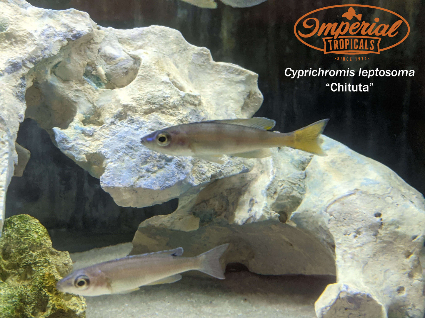 Cyprichromis leptosoma "Chituta"