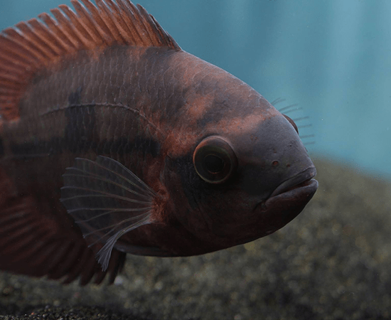 Chocolate Cichlid (Hypselecara temporalis) - Imperial Tropicals