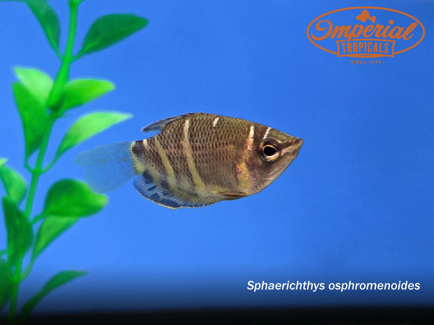 Chocolate Gourami