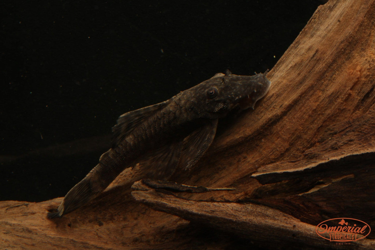 Chocolate Bushynose (Ancistrus sp.) - Imperial Tropicals