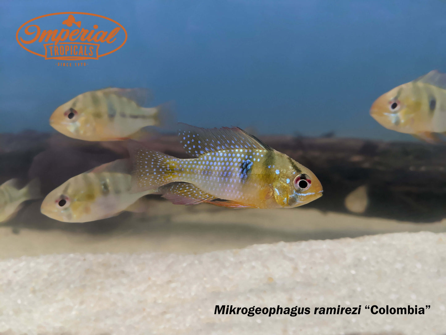 Colombian Ram