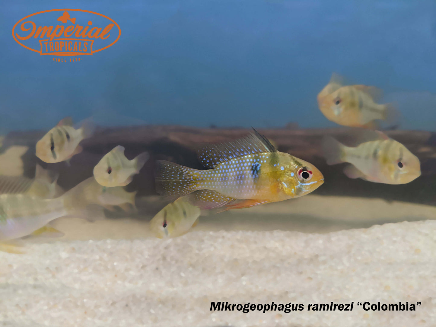 Colombian Ram