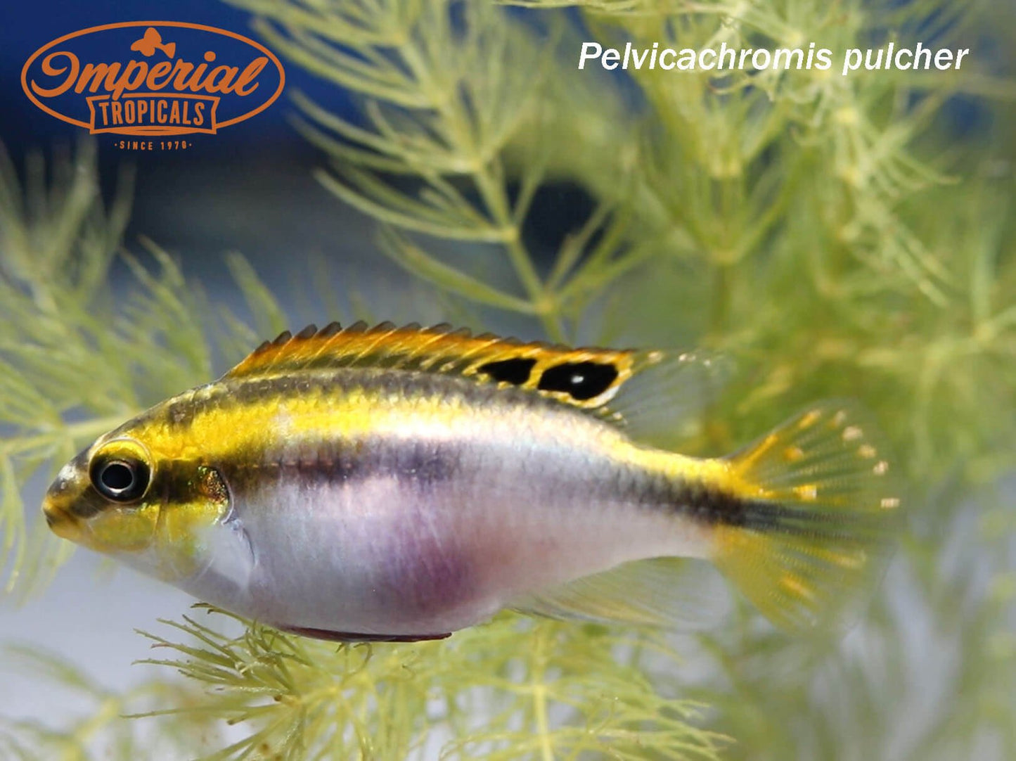 Kribensis Cichlid
