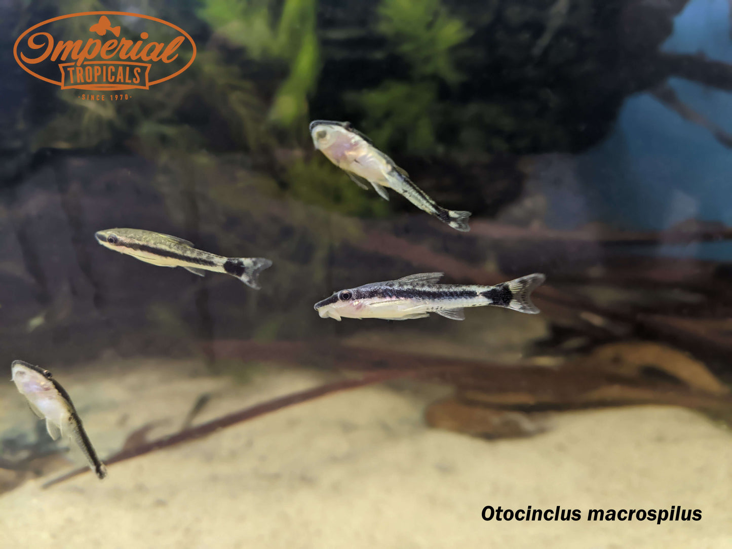 Common Oto