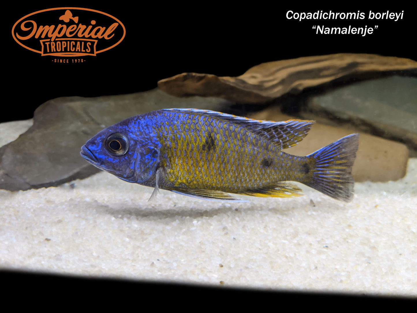 BOGO Copadichromis borleyi "Namalenje"