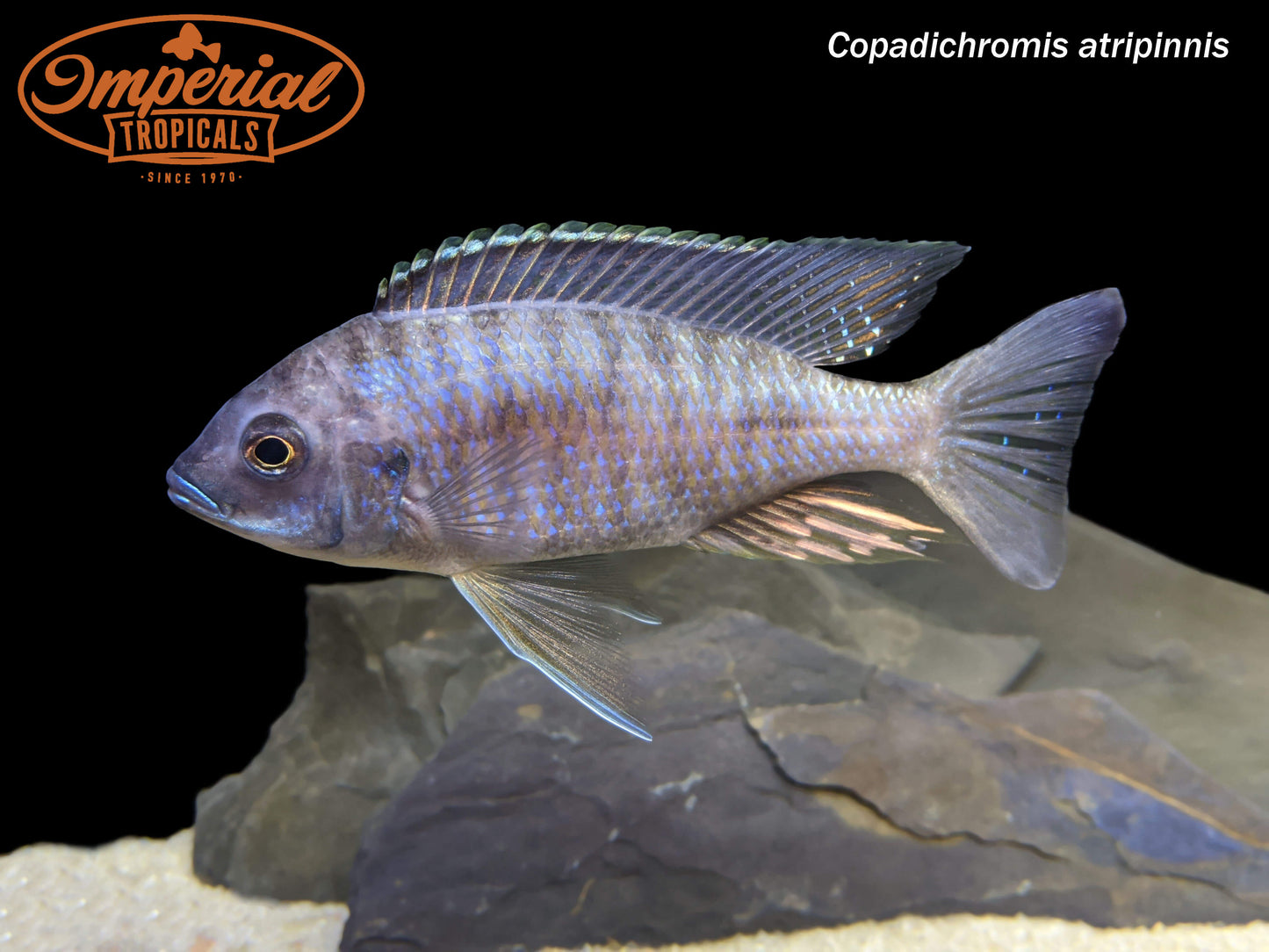 Copadichromis atripinnis
