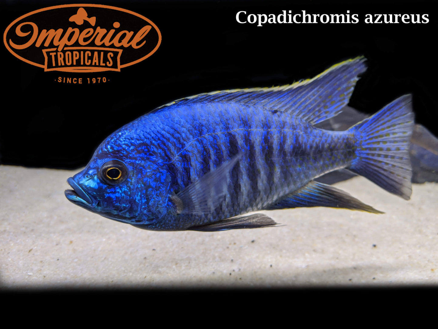 Copadichromis azureus