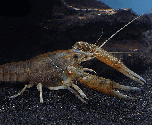 Florida Crayfish (Procambarus alleni) - Imperial Tropicals