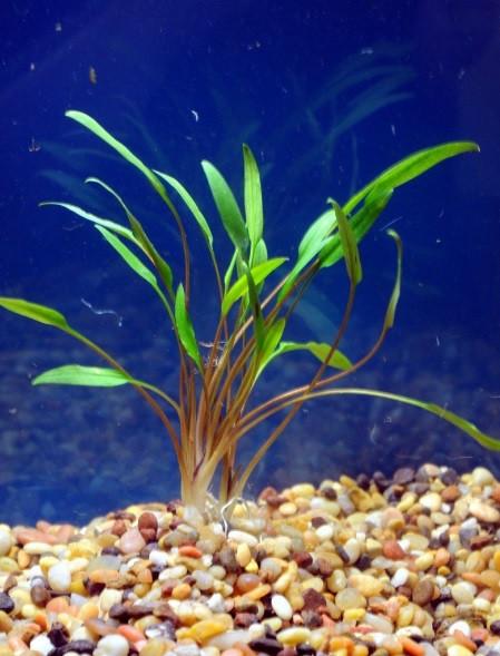 Cryptocoryne lucens - Imperial Tropicals