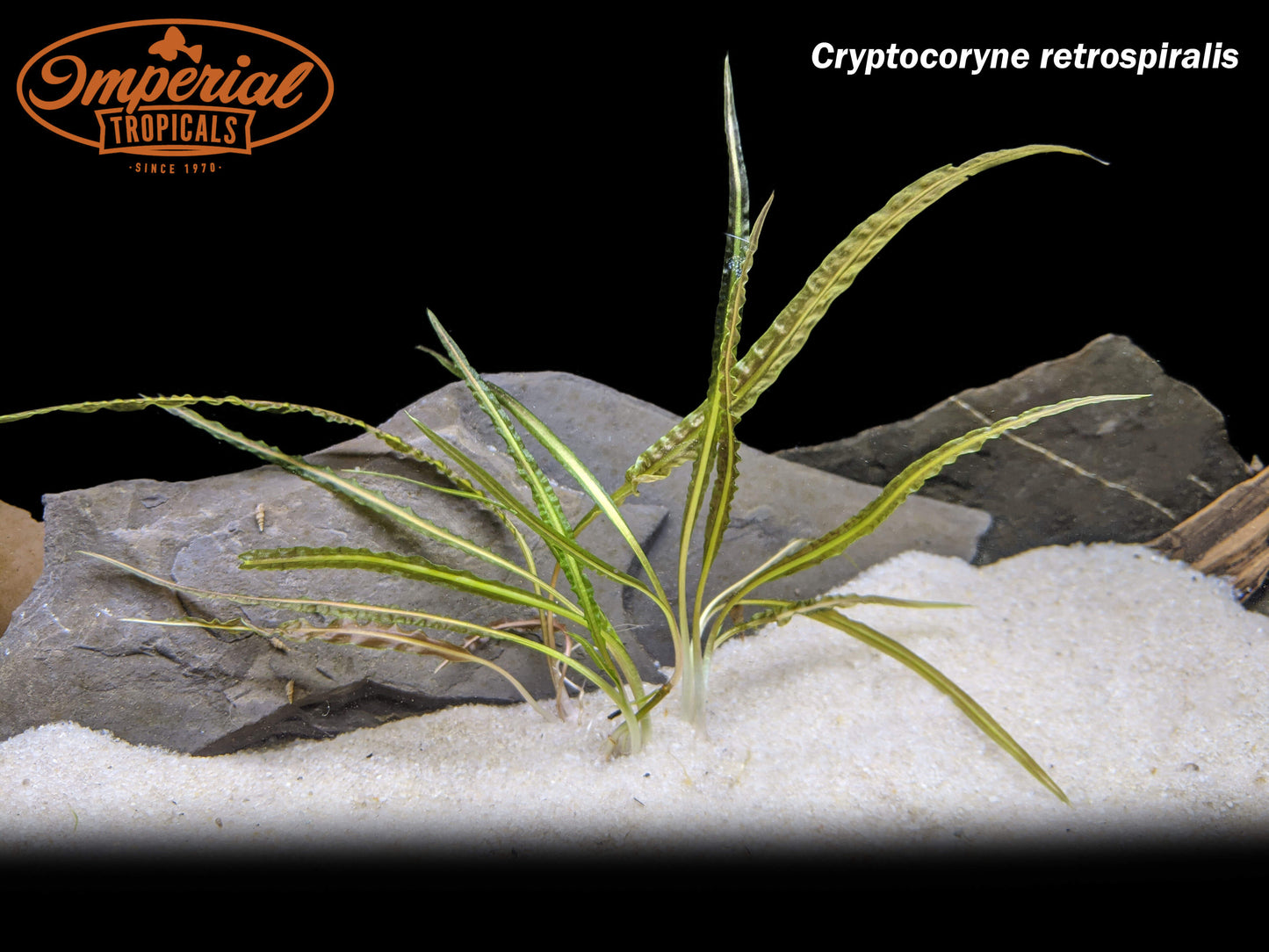 Cryptocoryne retrospiralis