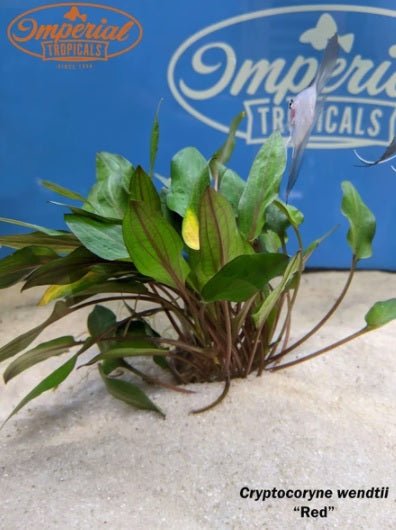 Low Light Plant Starter Combo Pack - 3 Easy to Keep Plants!