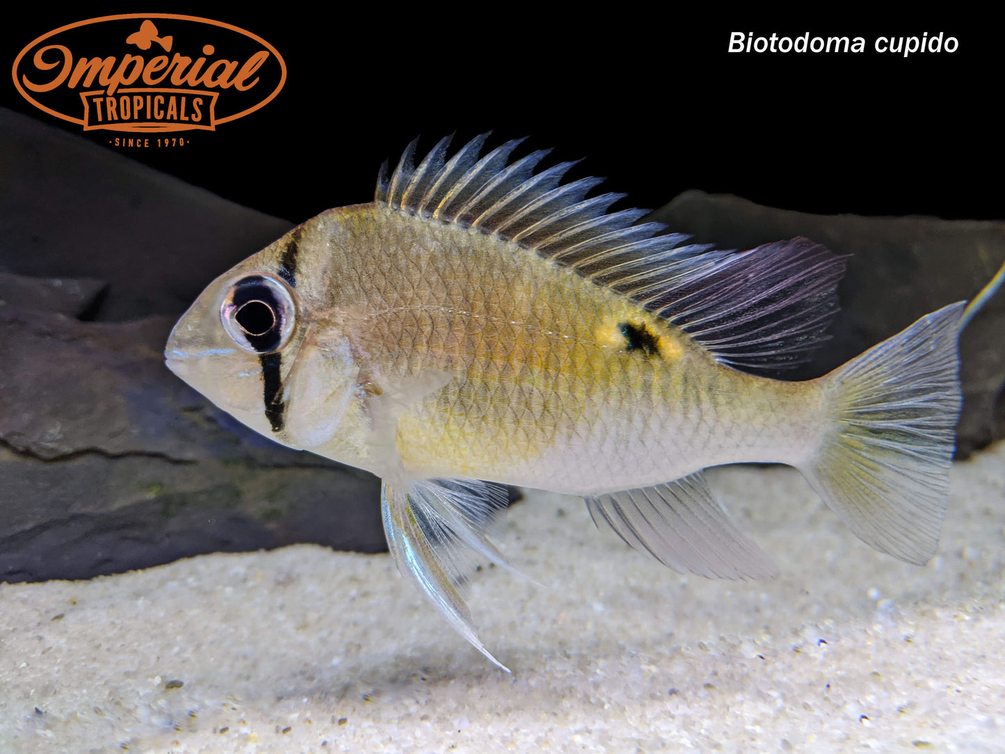 Cupid Cichlid