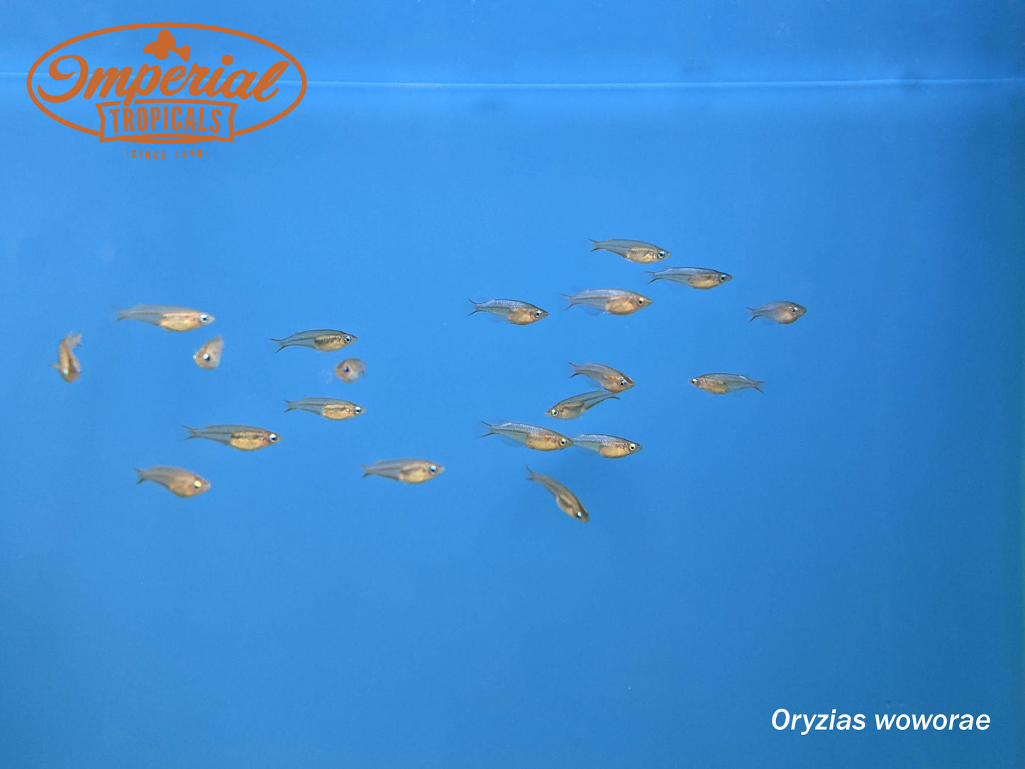 Daisy's Blue Ricefish
