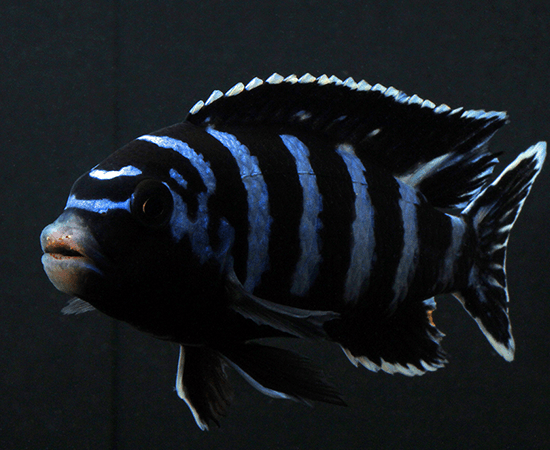 Demason's Cichlid (Pseudotropheus demasoni) - Imperial Tropicals