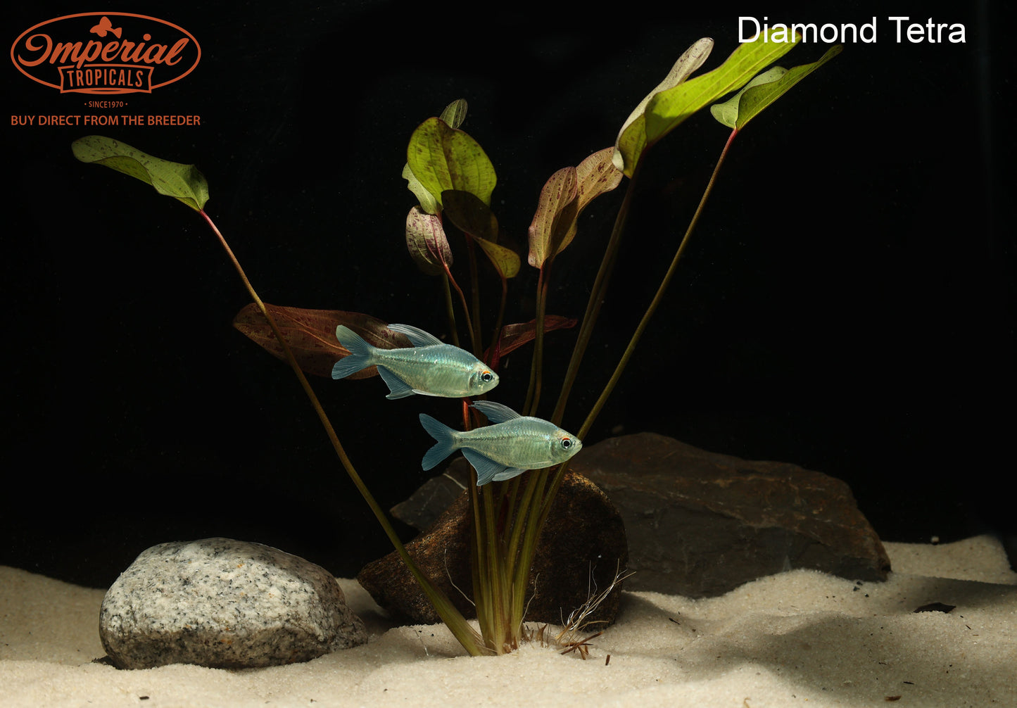 Diamond Tetra