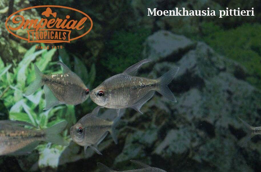 Diamond Tetra