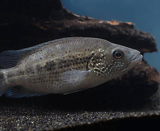 Wolf Cichlid (Parachromis dovii) - Imperial Tropicals
